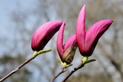 Magnolienblüten #4