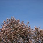 Magnolienblüten 4