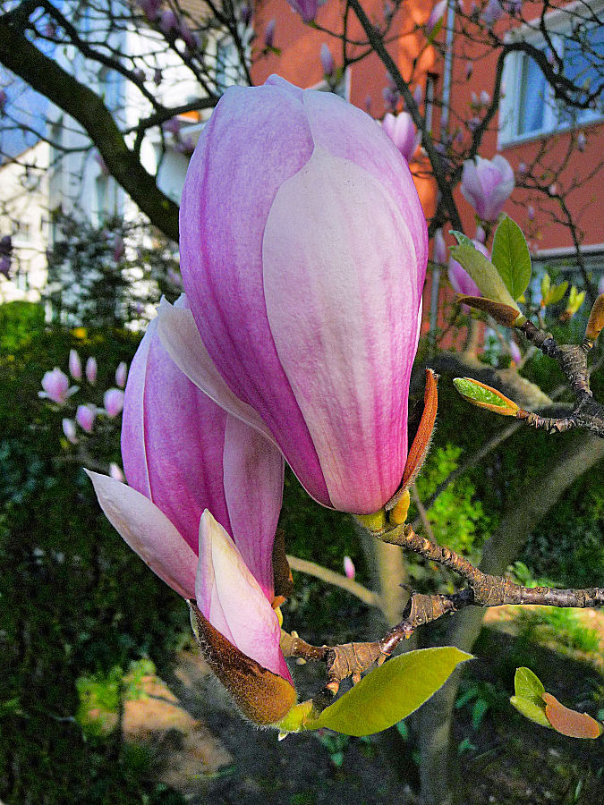 Magnolienblüten