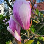 Magnolienblüten