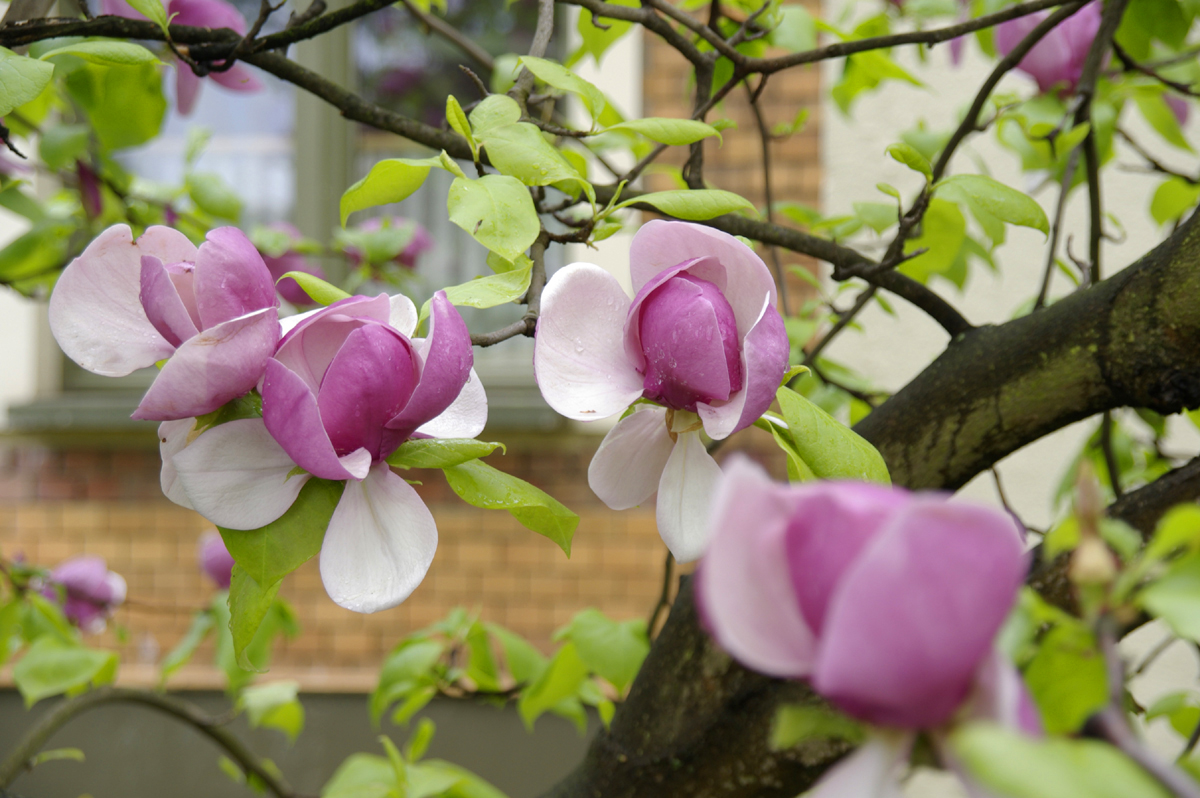 Magnolienblüten