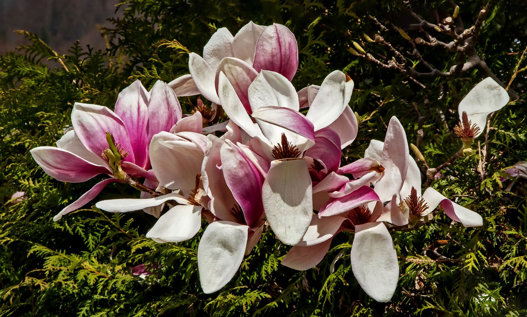 Magnolienblüten