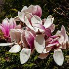 Magnolienblüten