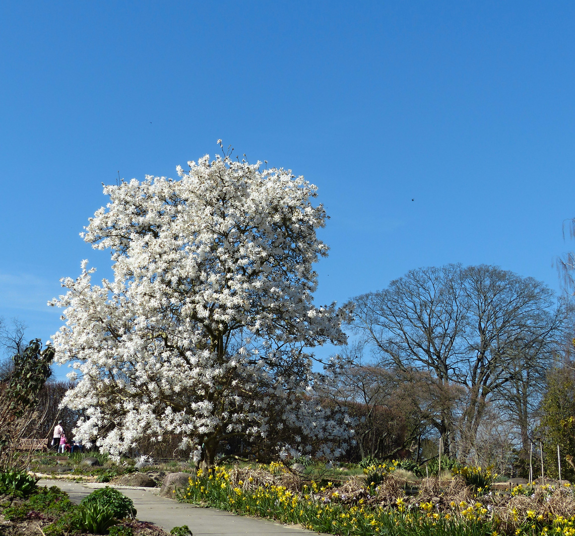 Magnolienblüten