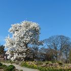 Magnolienblüten