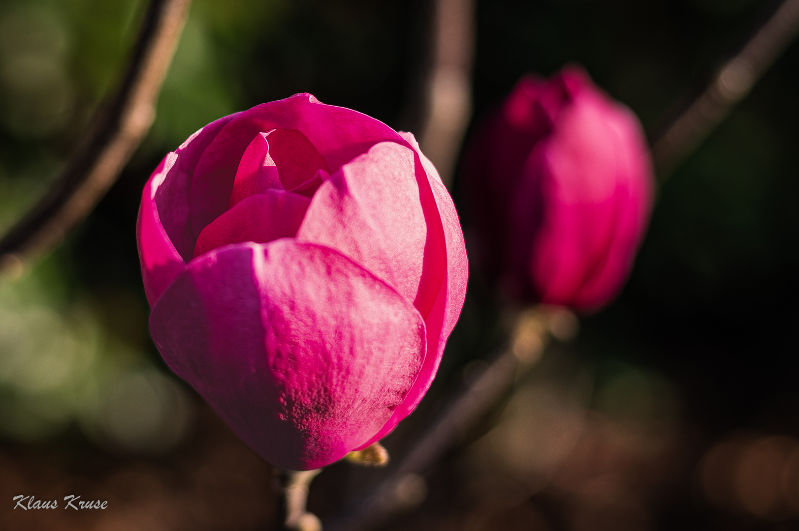 Magnolienblüten