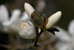 Magnolienblüten