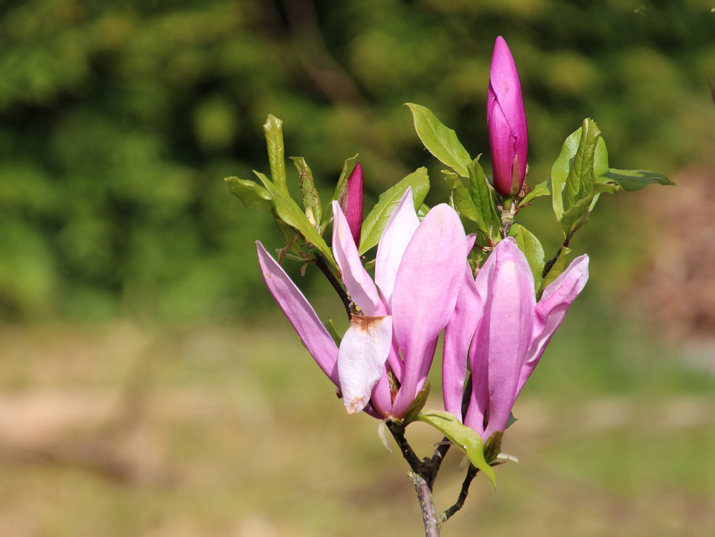 Magnolienblüten 