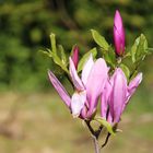 Magnolienblüten 