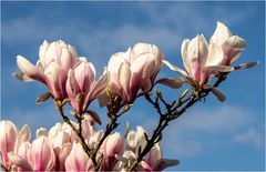 Magnolienblüten