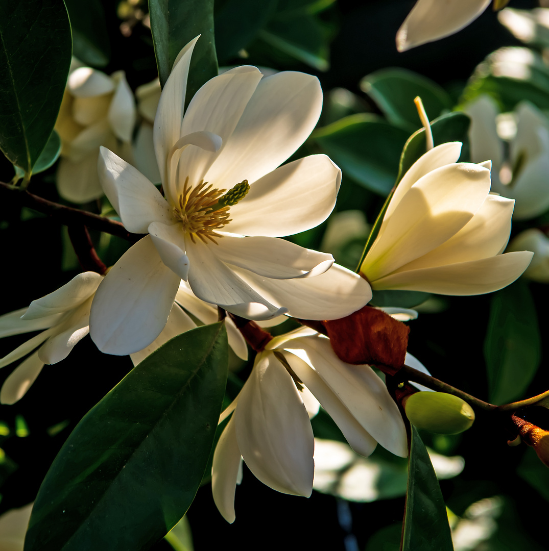 Magnolienblüten 