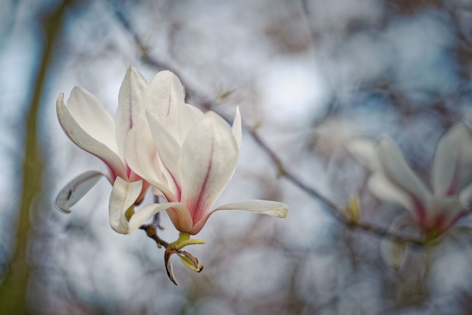 Magnolienblüten.....