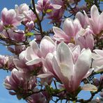 Magnolienblüten