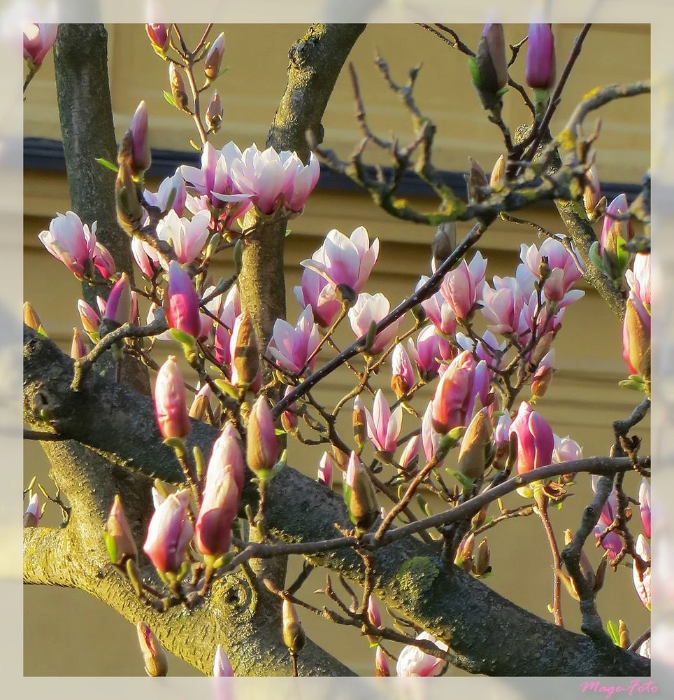 Magnolienblüten