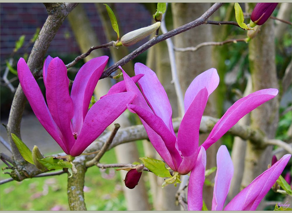 * Magnolienblüten *