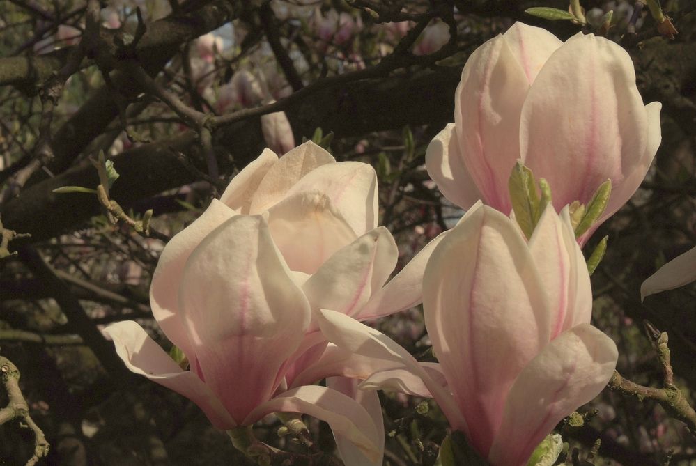 Magnolienblüten