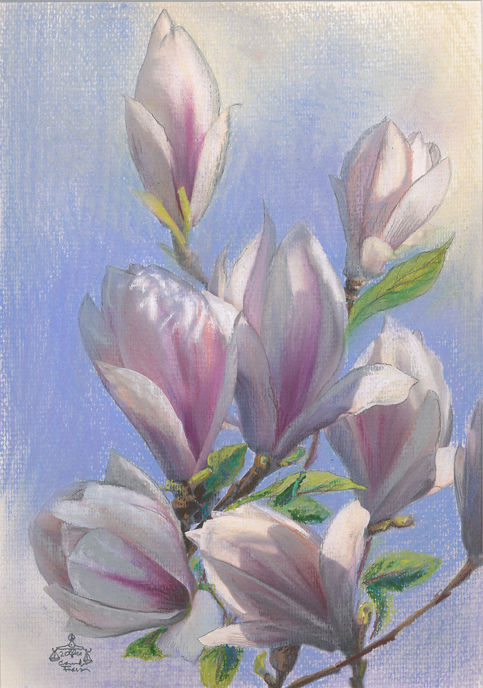 Magnolienblüten