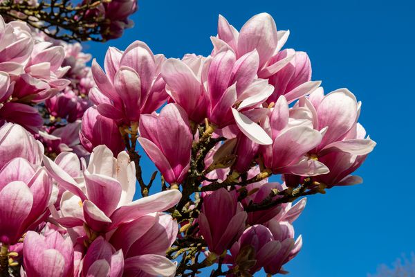Magnolienblüten