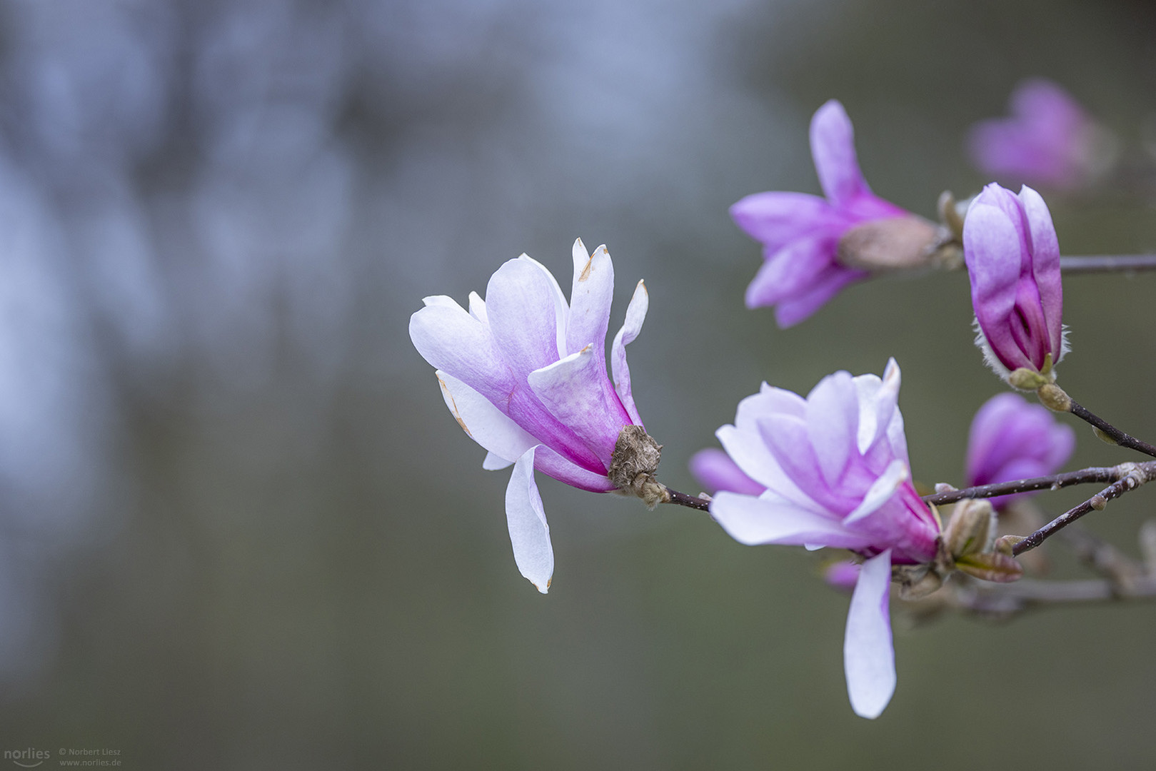 Magnolienblüten