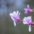 Magnolienblüten