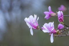 Magnolienblüten