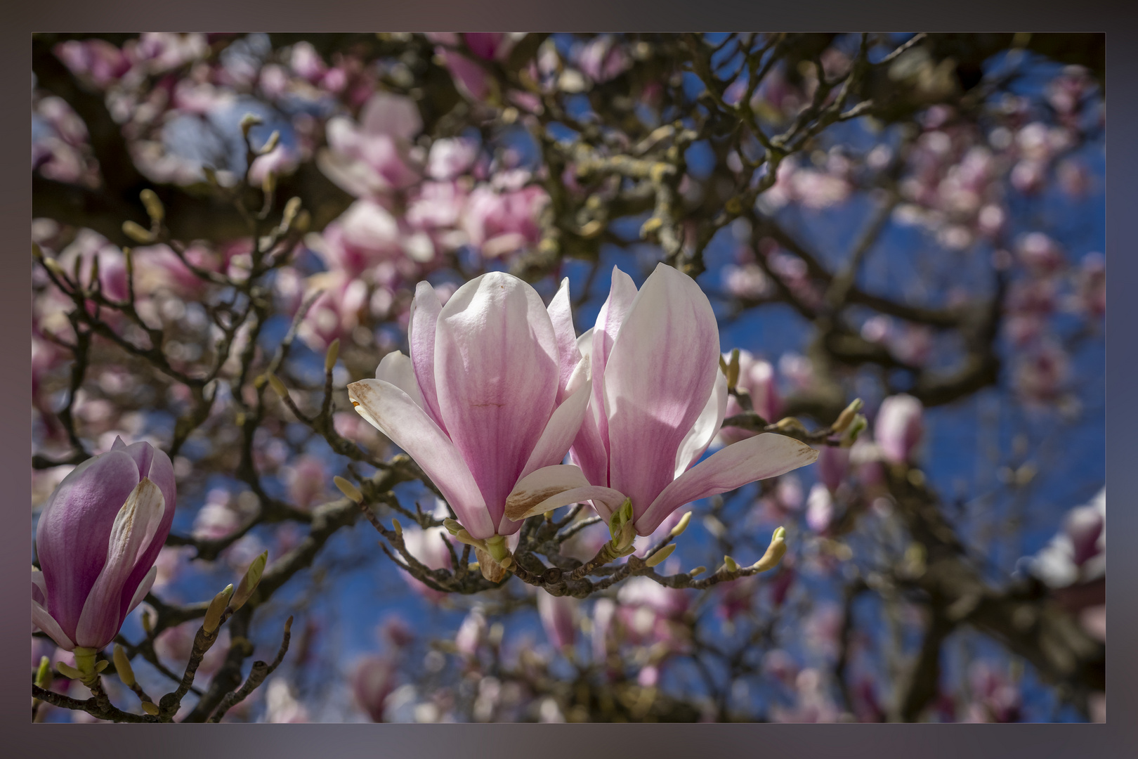 Magnolienblüten