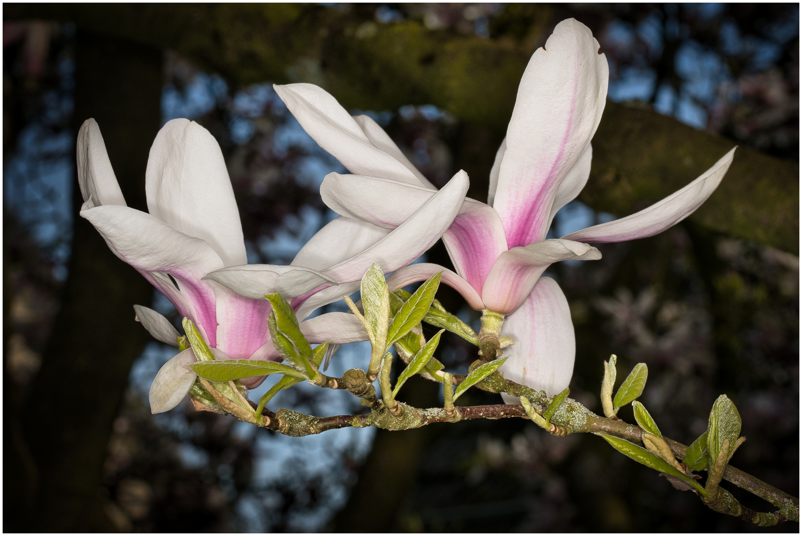 Magnolienblüten