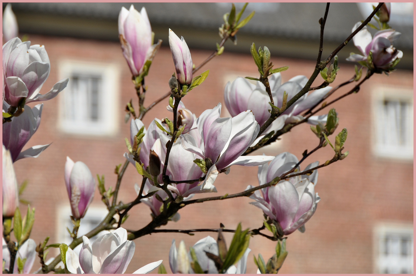 Magnolienblüten...