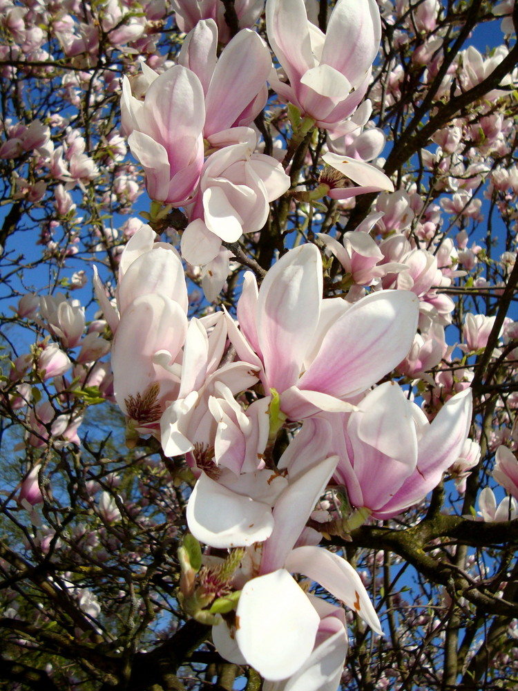 Magnolienblüten