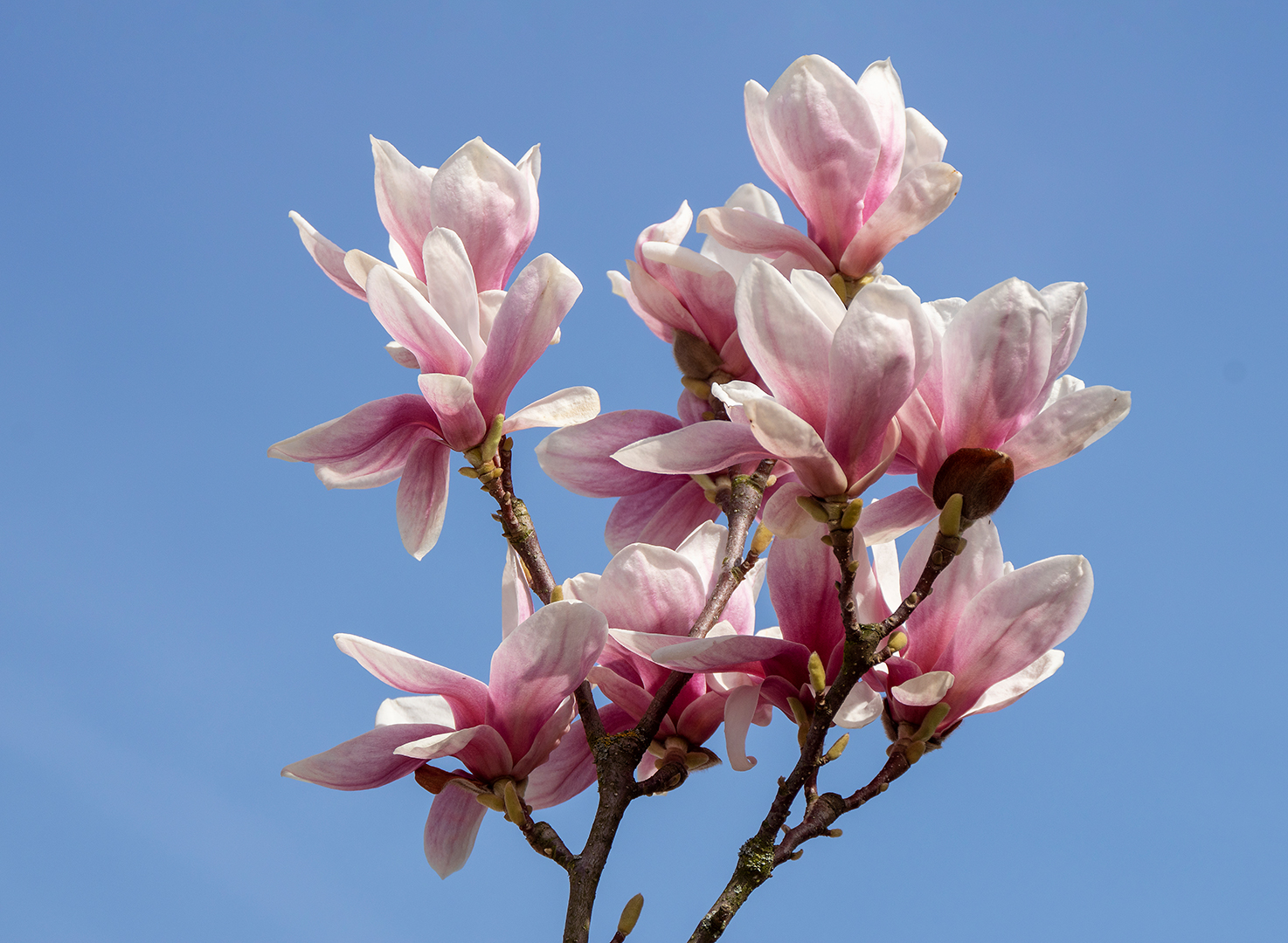 Magnolienblüten