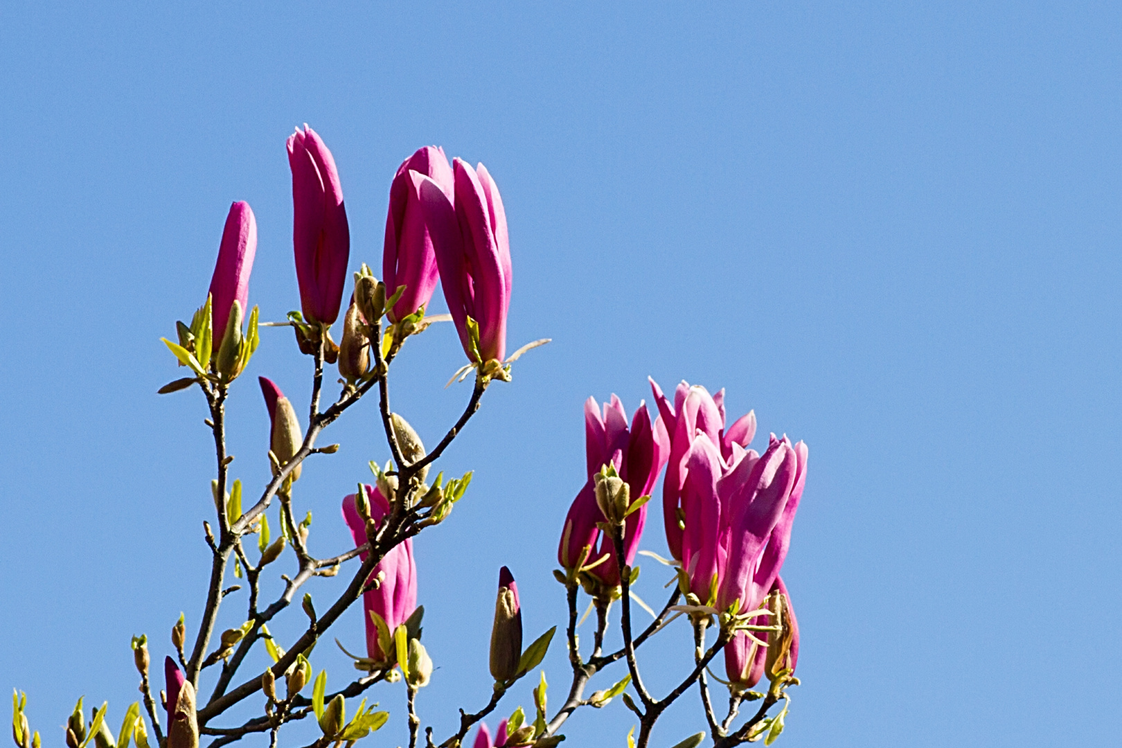 Magnolienblüten