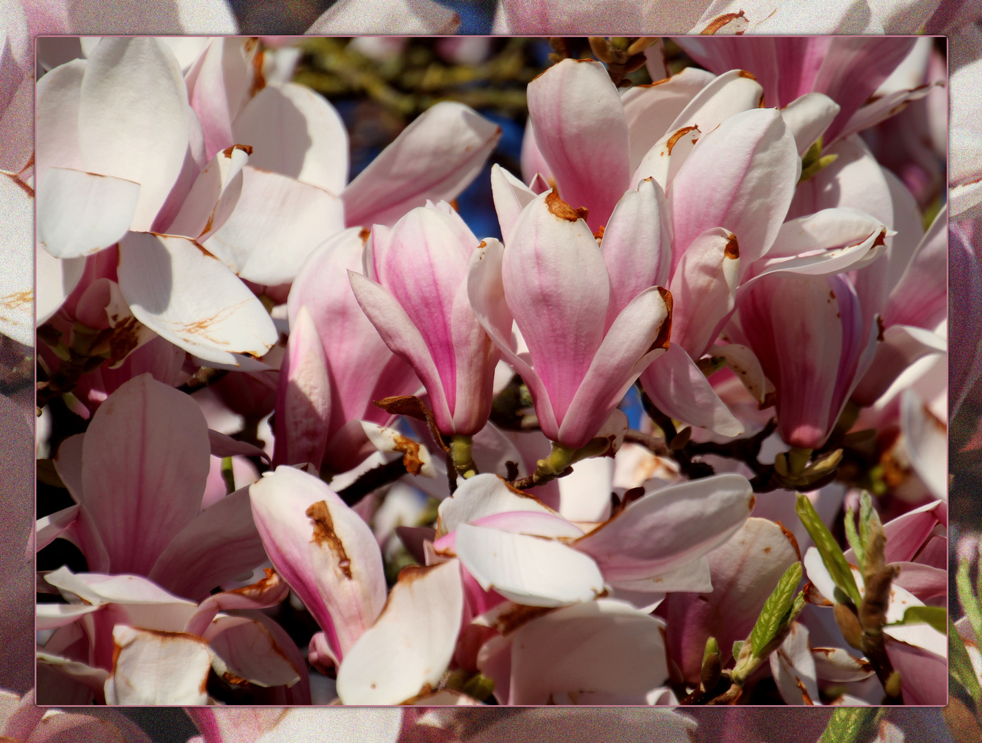 Magnolienblüten ..