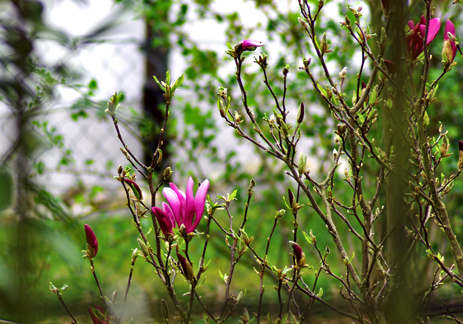 Magnolienblüten