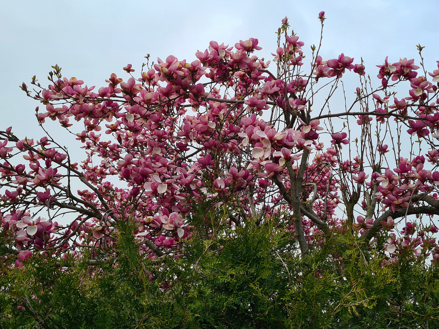 Magnolienblüten