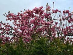 Magnolienblüten