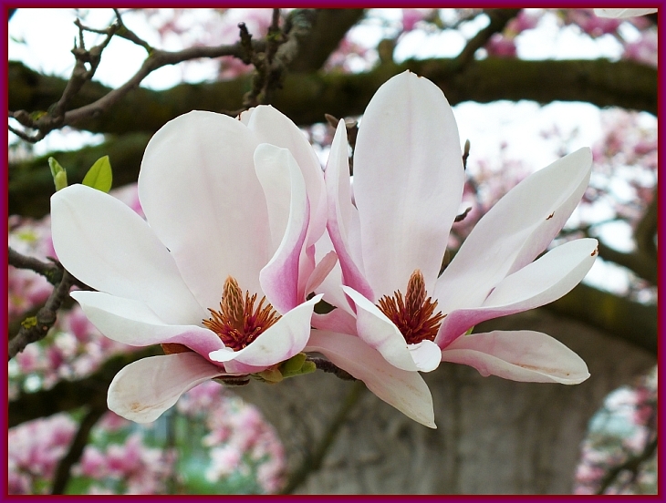 Magnolienblüten