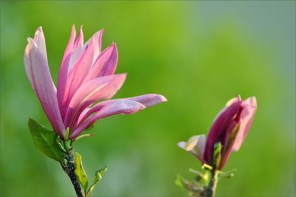 Magnolienblüten