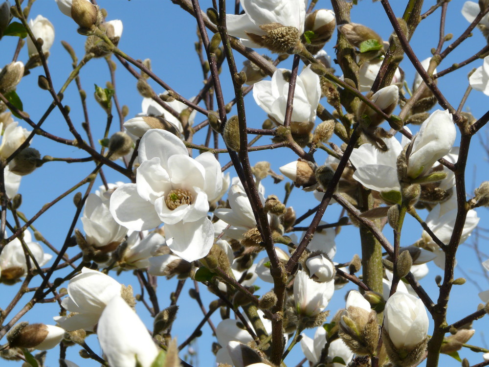 Magnolienblüten