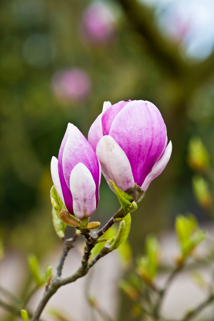 Magnolienblüten