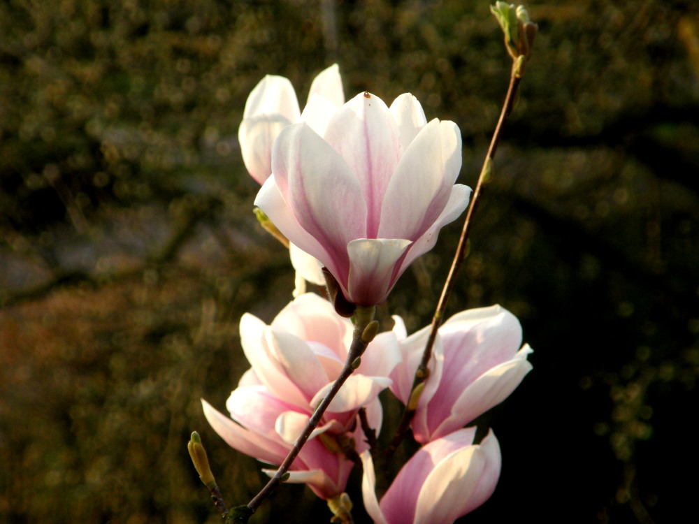 Magnolienblüten