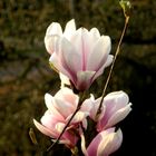 Magnolienblüten