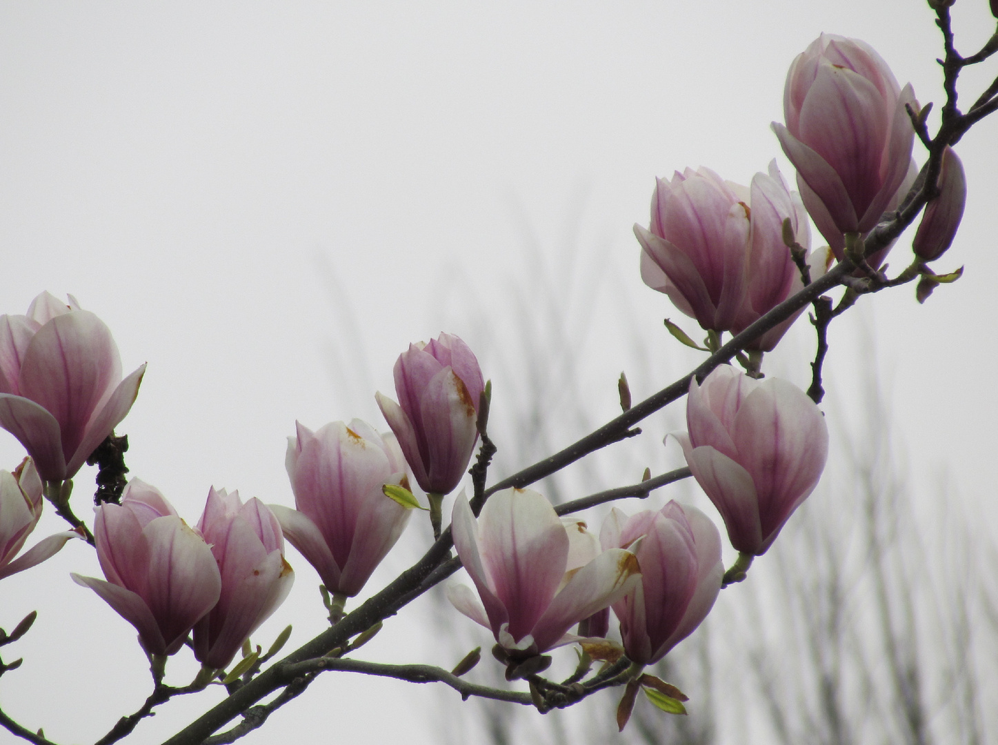 Magnolienblüten