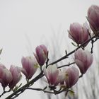 Magnolienblüten