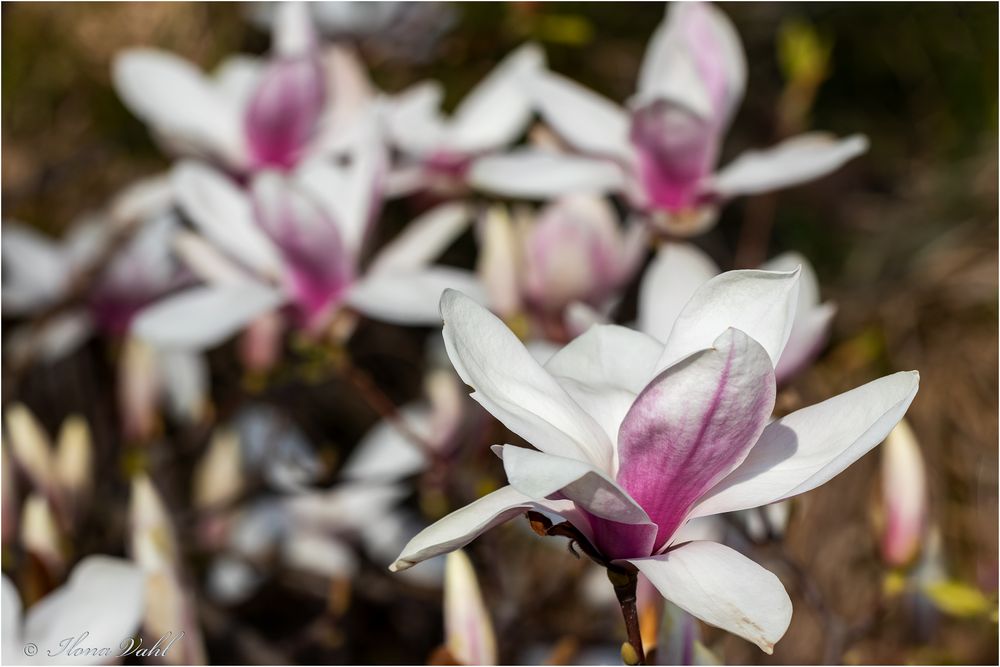 Magnolienblüten