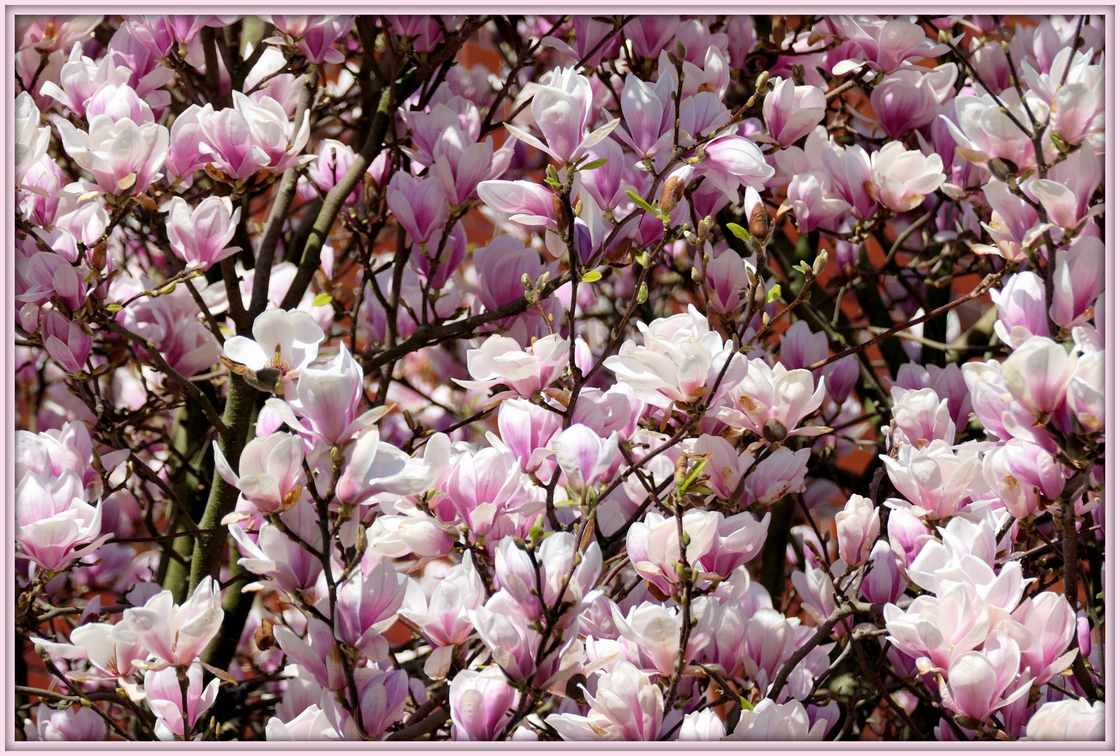 Magnolienblüten