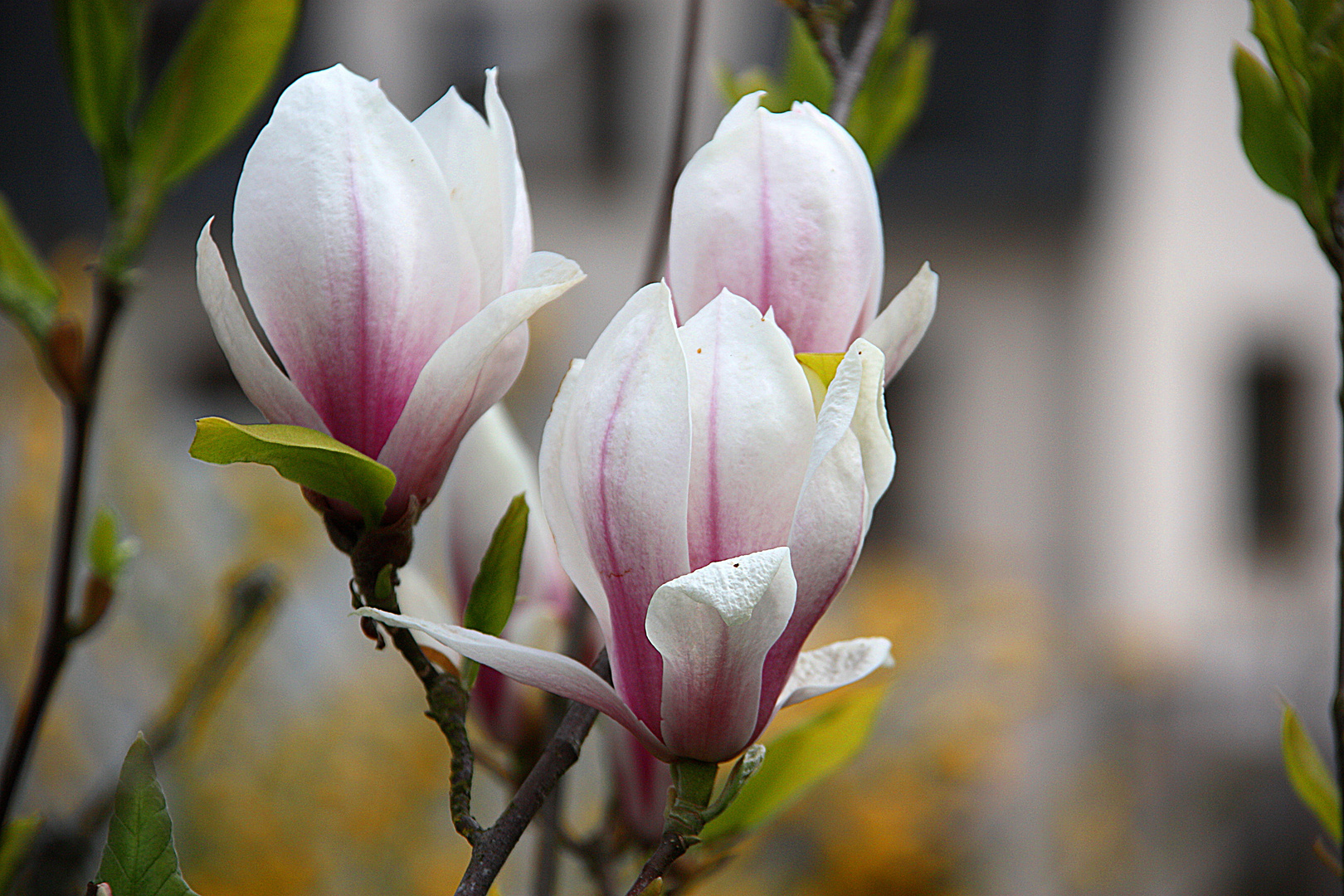 Magnolienblüten .