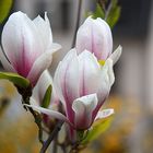 Magnolienblüten .