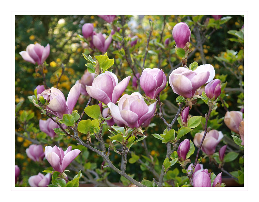 Magnolienblüten