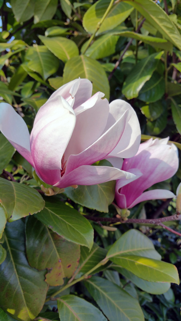 Magnolienblüten