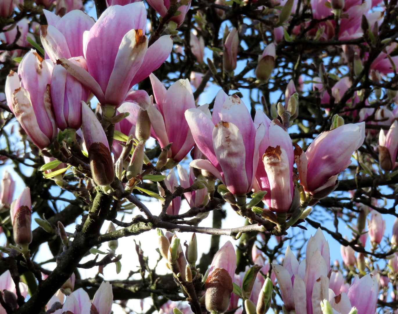  Magnolienblüten 